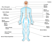 los sistemas nervioso y endocrino Tarjetas didácticas - Quizizz