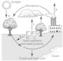 Carbon Cycle