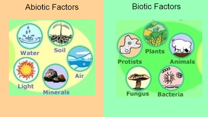 Ecological Stability: Cause and Effect | Science - Quizizz