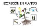 diagrama de célula vegetal - Série 7 - Questionário