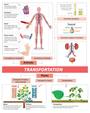 Transport System in Organisms