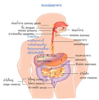 ระบบย่อยอาหารของคน | Biology Quiz - Quizizz