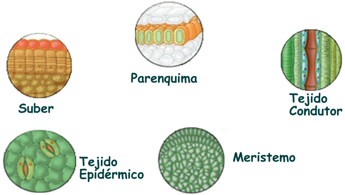 tejidos - Grado 1 - Quizizz