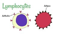 the immune system - Class 9 - Quizizz