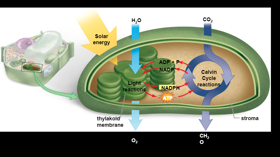 Photosynthesis Questions & Answers For Quizzes And Worksheets - Quizizz