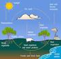 Photosynthesis and the Carbon Cycle