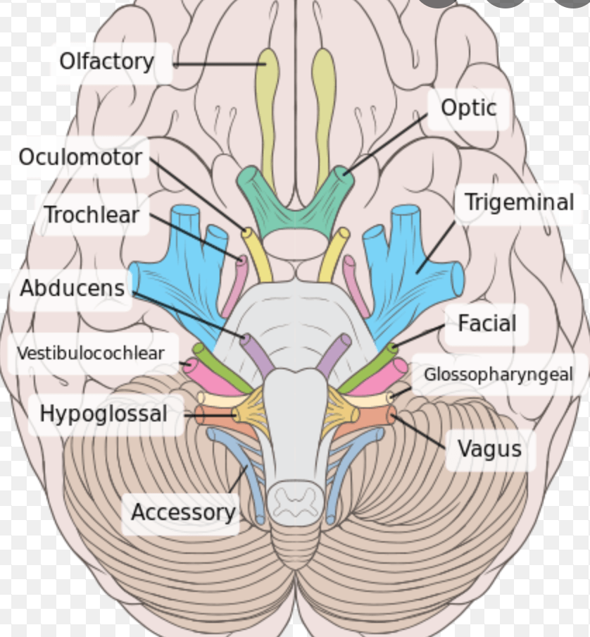 Cranial Nerves questions & answers for quizzes and tests - Quizizz