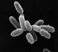 bakteri dan archaea - Kelas 7 - Kuis