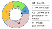 the cell cycle and mitosis - Year 11 - Quizizz