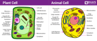 siklus sel dan mitosis Kartu Flash - Quizizz