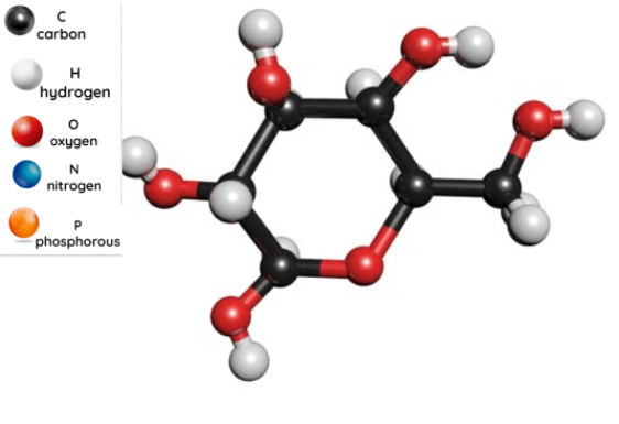 Biomolecules CHONP