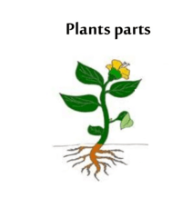 partes da planta e suas funções - Série 3 - Questionário