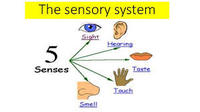 Sensory Words - Year 9 - Quizizz