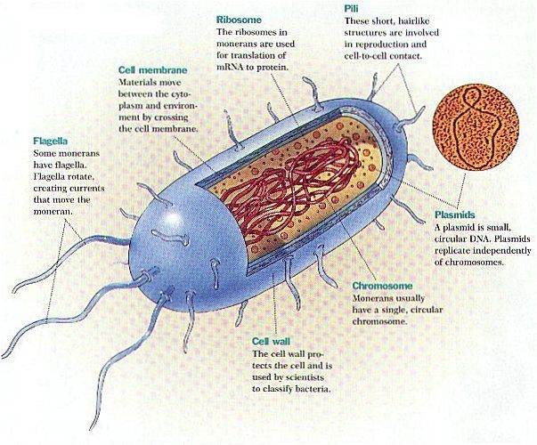 Prokaryotes | 2.9K plays | Quizizz