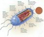 Prokaryotes