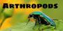 Arthropods