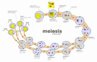 meiosis - Kelas 12 - Kuis
