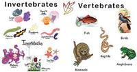 vertebrata dan invertebrata - Kelas 7 - Kuis