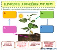 partes de la planta y sus funciones - Grado 7 - Quizizz