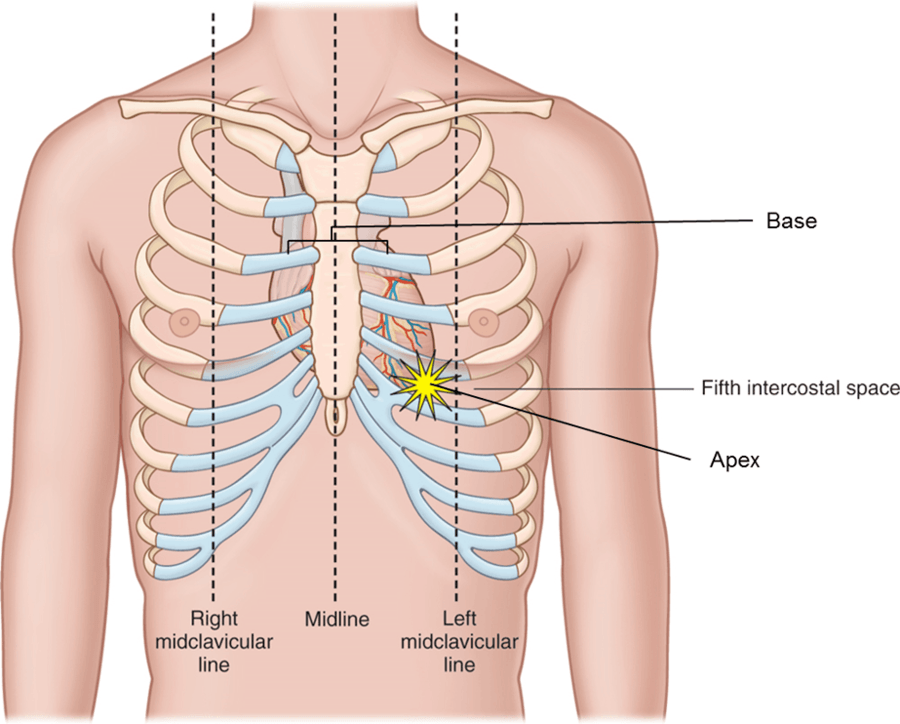 The tissue that forms a loose fitting sac around the heart is the