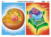 célula vegetal y animal - Grado 5 - Quizizz