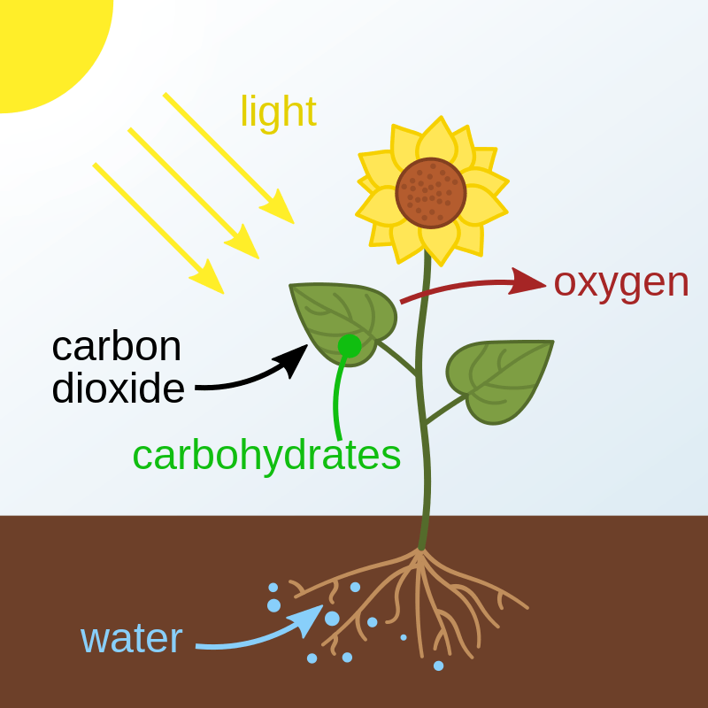 photosynthesis - Grade 3 - Quizizz