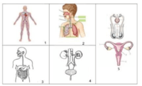 los sistemas circulatorio y respiratorio - Grado 7 - Quizizz