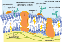 the cell membrane - Year 9 - Quizizz