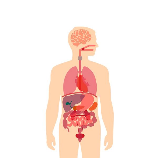 los sistemas digestivo y excretor - Grado 3 - Quizizz