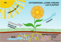 fotosíntesis - Grado 3 - Quizizz