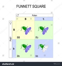 cuadrados de punnett - Grado 8 - Quizizz