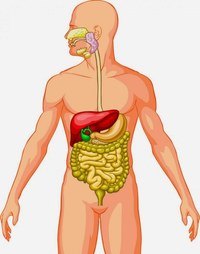 os sistemas digestivo e excretor - Série 11 - Questionário