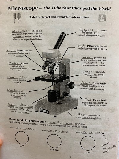 Microscope Parts And Functions 576 Plays Quizizz