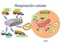 respiración celular - Grado 10 - Quizizz