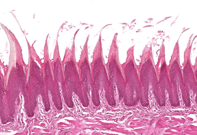 histología de papilas foliadas