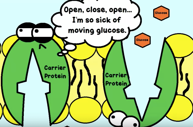 amoeba-sisters-cellular-respiration-185-plays-quizizz