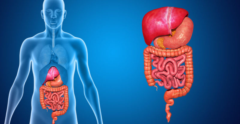 os sistemas digestivo e excretor - Série 3 - Questionário