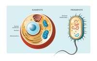 prokaryotes and eukaryotes - Grade 5 - Quizizz