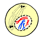 siklus sel dan mitosis - Kelas 12 - Kuis