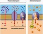 Cell Membrane Transport