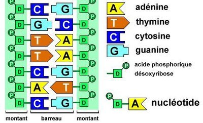 síntesis de arn y proteínas - Grado 9 - Quizizz