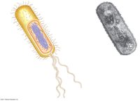 bacterias y arqueas - Grado 12 - Quizizz