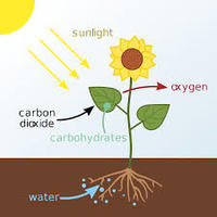 plant cell diagram - Year 4 - Quizizz