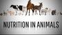 Class 7 Nutrition in animals