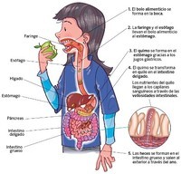 Digestion-Alimentacion- Nutricion