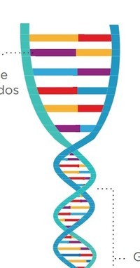 estructura y replicación del adn - Grado 1 - Quizizz