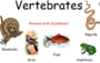 Characteristics of Vertebrates