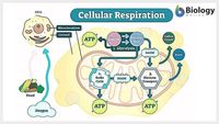 cellular respiration - Grade 11 - Quizizz