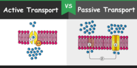 macromolecules - Grade 8 - Quizizz