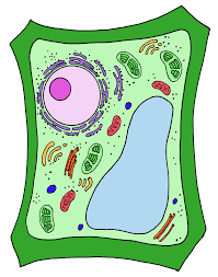 plant cell diagram - Class 4 - Quizizz